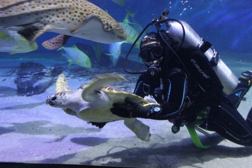 Rescued Sea Turtle tests the waters at SEA LIFE Melbourne Aquarium