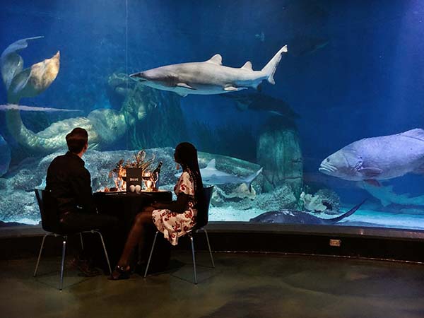 SEA LIFE Melbourne launches new guest experiences