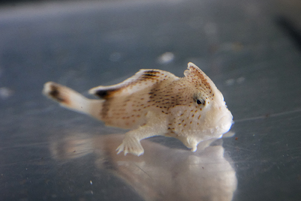 Critically endangered handfish successfully bred at SEA LIFE Melbourne Aquarium