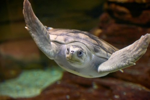 Flatback Sea Turtles at SEA LIFE Melbourne Aquarium help raise awareness of endangered marine life