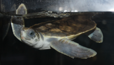 Infant Sea Turtles settle in at SEA LIFE Melbourne