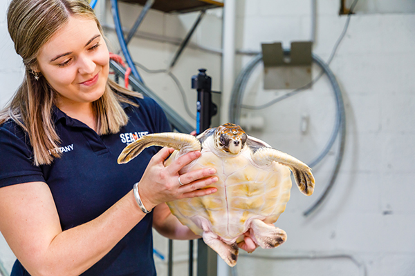 SEA LIFE Sunshine Coast Aquarium marks World Wildlife Day with release of hybrid turtle