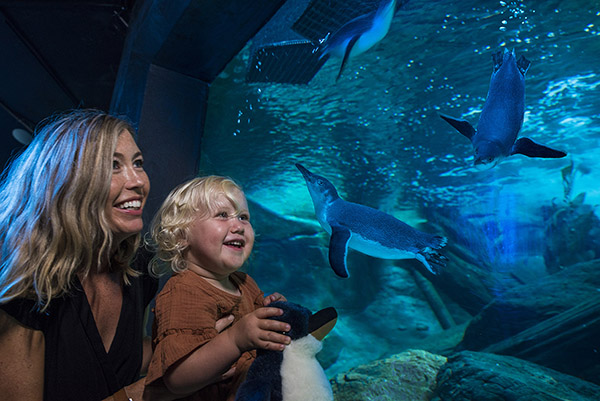 SEA LIFE Sunshine Coast keen to share Penguin Encounter Experience following reopening