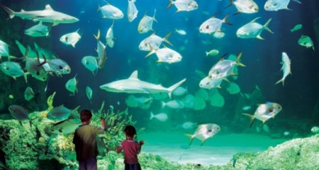 Sydney Aquarium to relaunch as SEA LIFE Sydney Aquarium