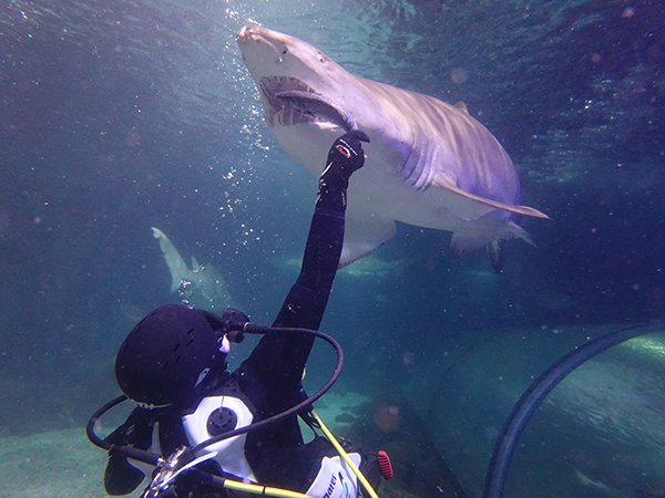 SEA LIFE Sydney Aquarium marks Shark Awareness Day by debunking some major myths