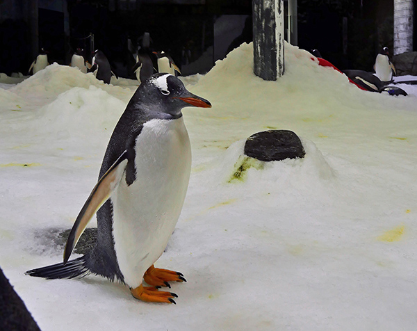 Panasonic helps deliver live streams from SEA LIFE Sydney Aquarium penguin exhibit