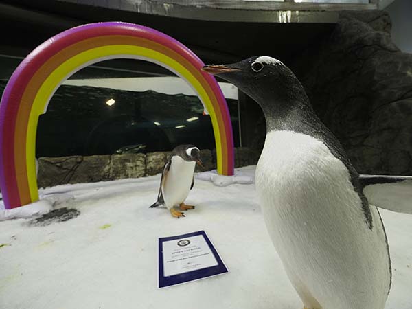 SEA LIFE Sydney Aquarium’s male-male penguin couple go to Mardi Gras 2021