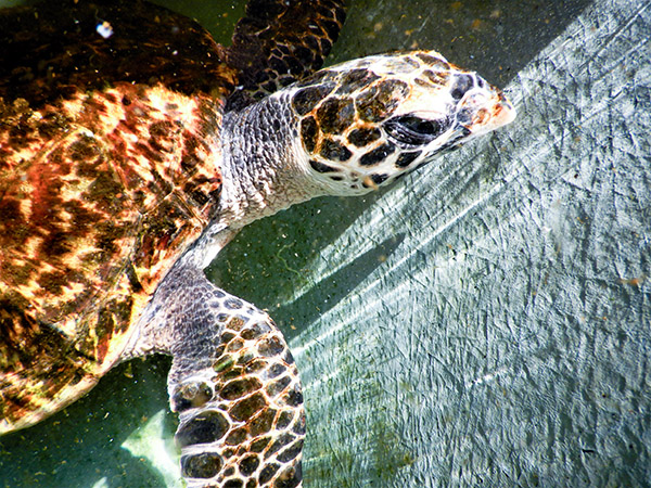 SEA LIFE Sydney Aquarium team assists recovery of critically injured Hawksbill Turtle
