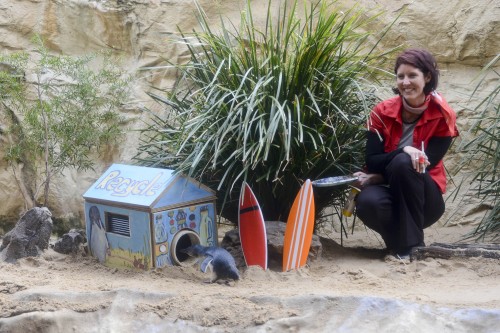 SEA LIFE Sydney Aquarium unveils newly refurbished little penguin homes