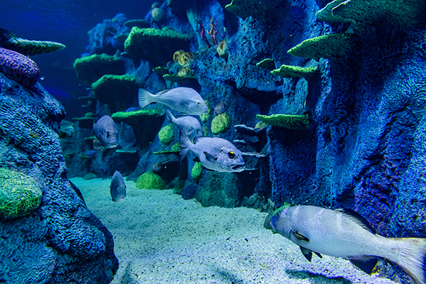 SEA LIFE Sydney and Panasonic partner to deliver virtual aquarium