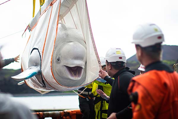 SEA LIFE Trust confirms safe transition of Beluga whales into Iceland sanctuary