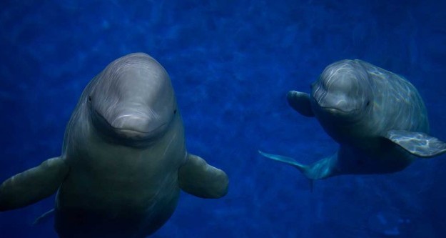 Merlin Entertainments announces creation of SEA LIFE Trust Beluga Whale Sanctuary