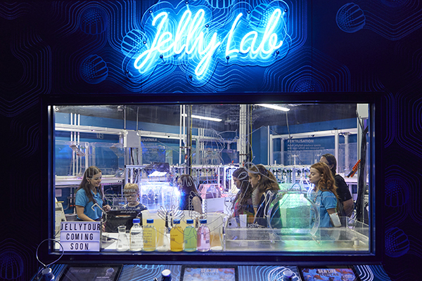 SEA LIFE Melbourne Aquarium launches new Jelly Lab Experience