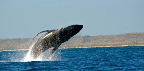 Swimming with humpbacks begins at Ningaloo Reef