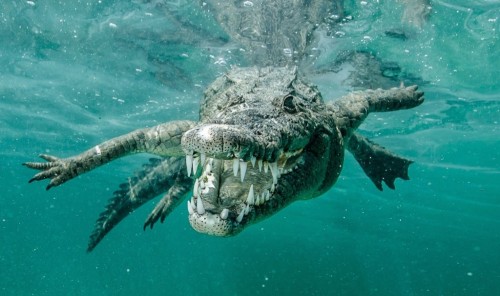Saltwater crocodile attacks lead to new Solomon Islands controls