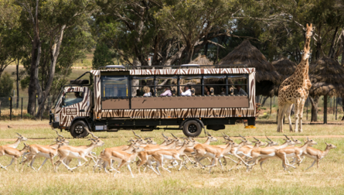 African safari experience now available in Regional NSW