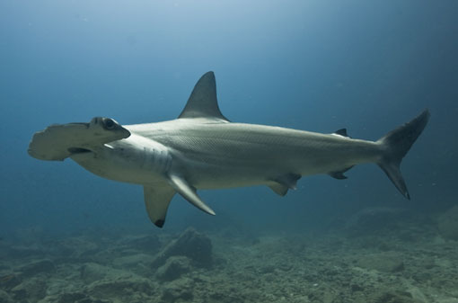 Global reef shark study highlights importance of shark conservation in Australia