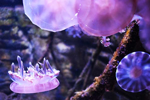 SEA LIFE Melbourne Aquarium set to launch new $1.5 million jellyfish exhibit