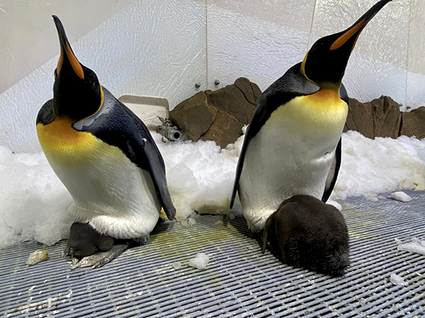 SEA LIFE Melbourne Aquarium announce the hatching of two penguin chicks