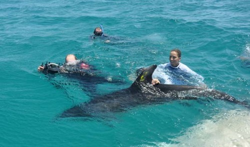 Sea World Rescue Team Rehabilitates Dolphin