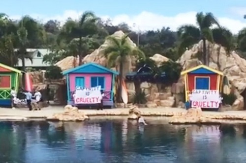 Animal activists disrupt Sea World dolphin and seal shows