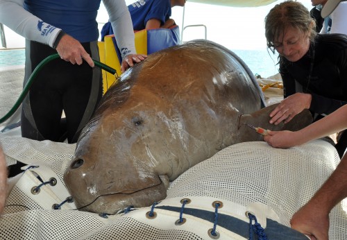 Sea World and University of Queensland dugong research identifies importance of habitat protection