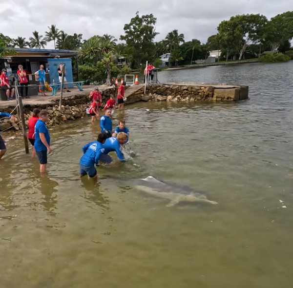 Entangled dolphin rescued by Sea World Foundation at Tin Can Bay