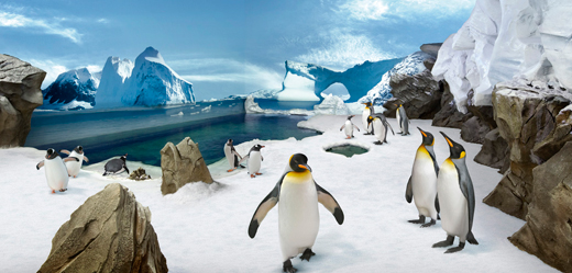 Sea World Opens Penguin Encounter