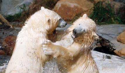 Sea World Polar Bears highlight conservation cause on International Polar Bear Day