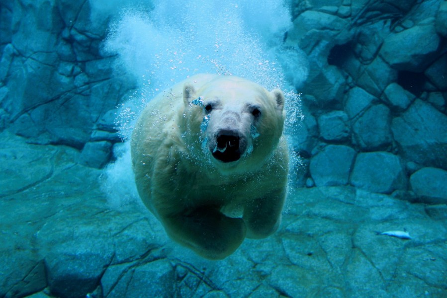 Sea World polar bear Henry heads to Canada