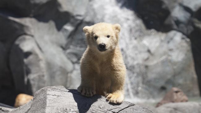 Sea World’s baby Polar Bear delights visitors through the holiday season