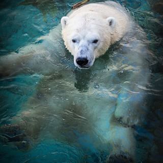 Sea World celebrates first ever Polar Bear Cub