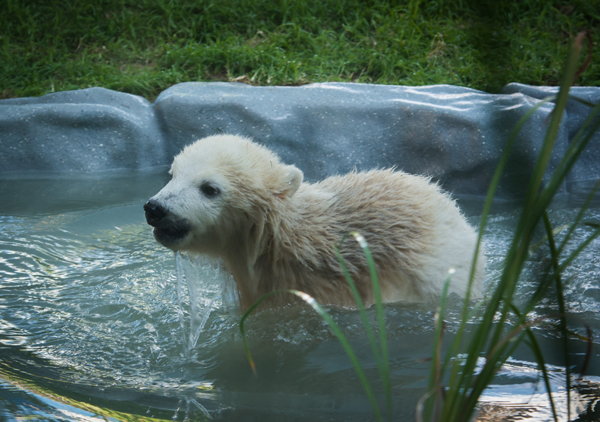 Polar Bear Cub Mishka makes her public debut at Sea World