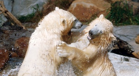 Sea World Polar Bears get into the Festive Spirit