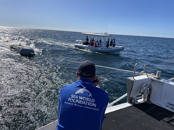 Specialist whale stranding training conducted by Sea World team