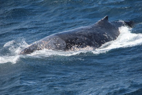 Sea World Whale Watch spots 2018 season’s first whale