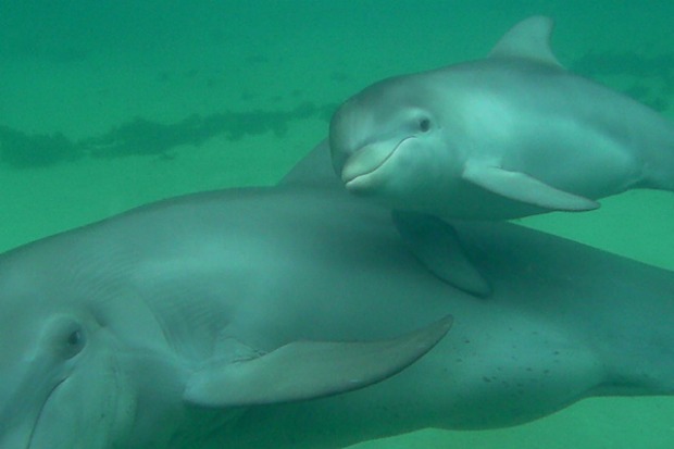 Baby Dolphin Thrives at Sea World