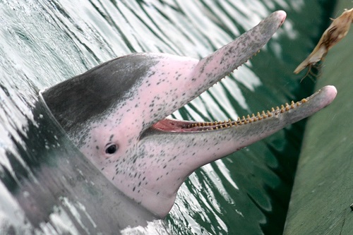Sea World’s oldest dolphin dies aged 55