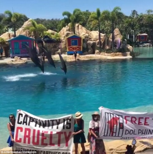 Animal rights protesters disrupt Sea World dolphin show
