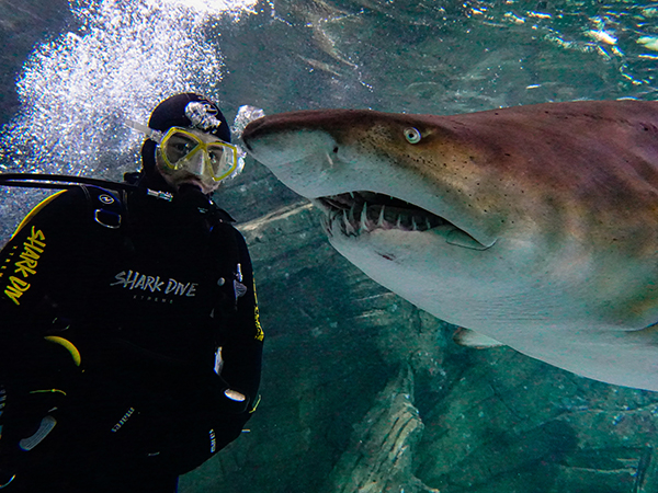 Shark Dive Xtreme relaunches at SEA LIFE Sunshine Coast