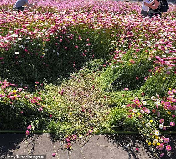 Selfish visitors trample Mount Annan Botanical Gardens display