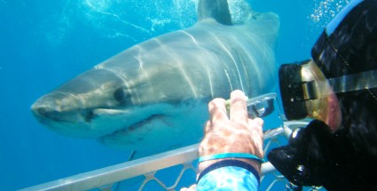 South Australian shark cage diving tour operators defend use of bait to attract sharks