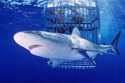 New Zealand’s Tourism Industry Association call for law change to permit shark cage diving