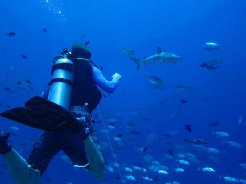 ‘Million-dollar sharks’ boost Palau tourism