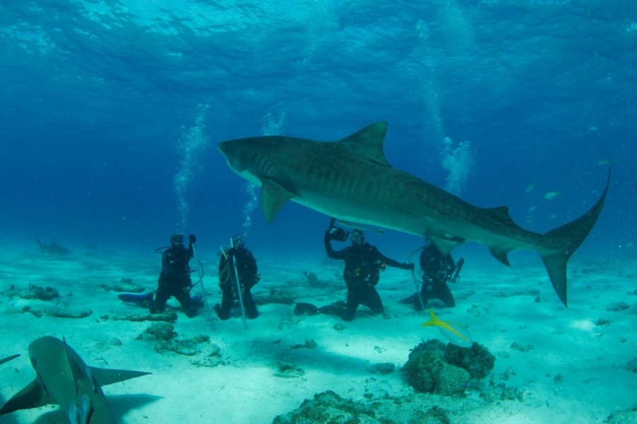 73 million reasons to conserve Fiji’s shark tourism