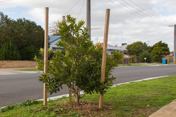 Shepparton residents urged to help trees during warmer weather