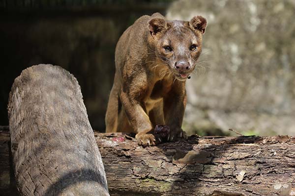 New exhibit at Singapore Zoo features graceful predator