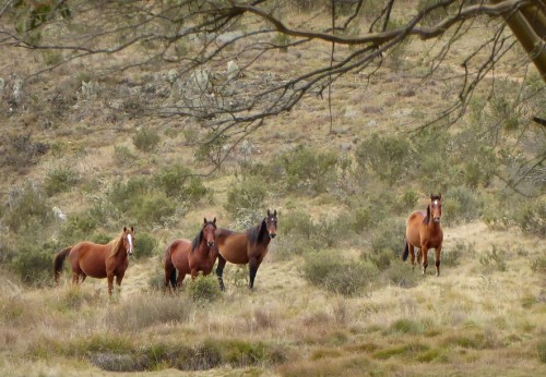 NSW Government management plans suggests culling of 90% of Snowy Mountains brumbies over 20 years