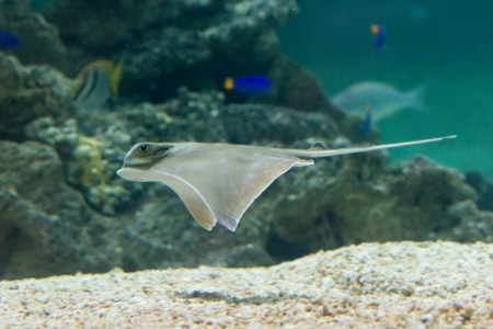 Oceanworld Manly unveils ‘miraculous’ baby Eagle Rays