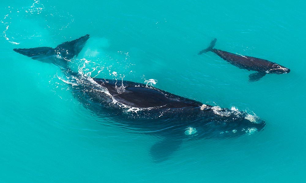 Southern Right Whales returning to NSW